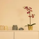 Con Jardin Y Piscina Appartement *